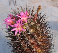 Neoporteria rapifera