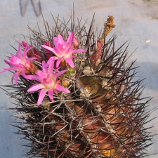 Neoporteria rapifera