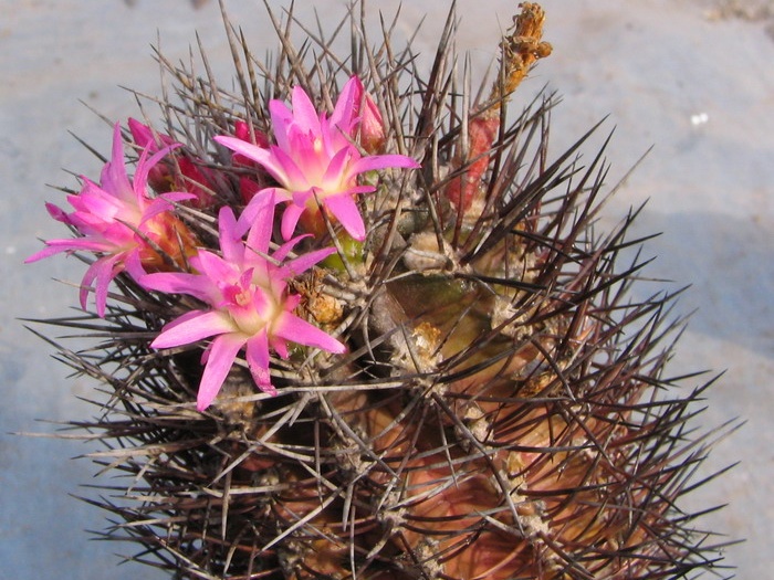 Neoporteria rapifera
