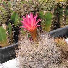 Neoporteria senilis