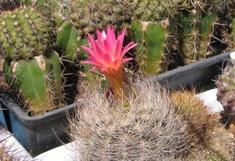 Neoporteria senilis