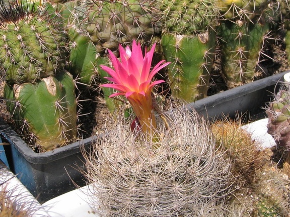 Neoporteria senilis