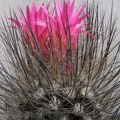 Neoporteria villosa