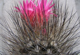 Neoporteria villosa