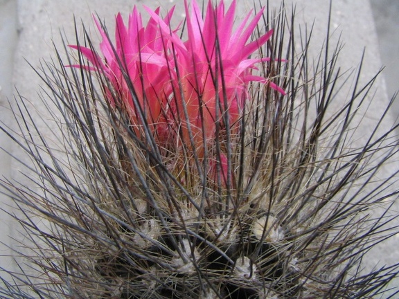 Neoporteria villosa
