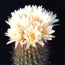 Neoporteria sp.