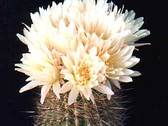 Neoporteria sp.