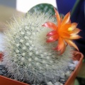 Notocactus Brasilicactus haselbergii