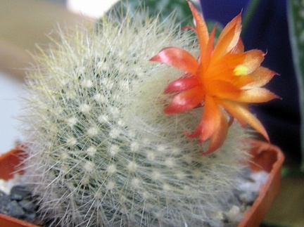 Notocactus Brasilicactus haselbergii