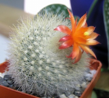 Notocactus Brasilicactus haselbergii