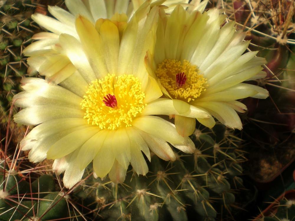 Notocactus buiningii Tit FG