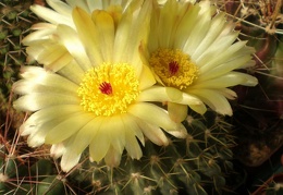 Notocactus buiningii Tit FG