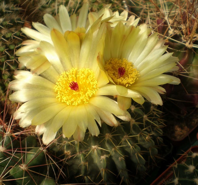 Notocactus buiningii Tit FG