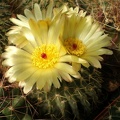 Notocactus buiningii Tit FG