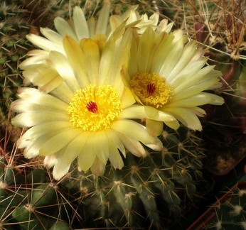 Notocactus buiningii Tit FG
