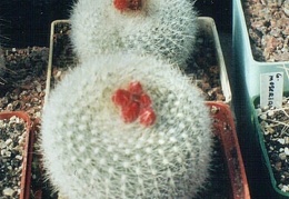 Notocactus haselbergii