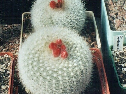 Notocactus haselbergii
