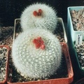 Notocactus haselbergii