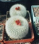 Notocactus haselbergii