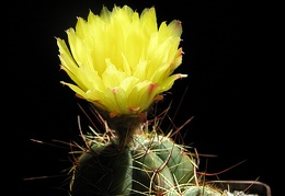 Notocactus ottonis Goncharyuk FG