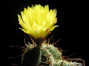 Notocactus ottonis Goncharyuk FG