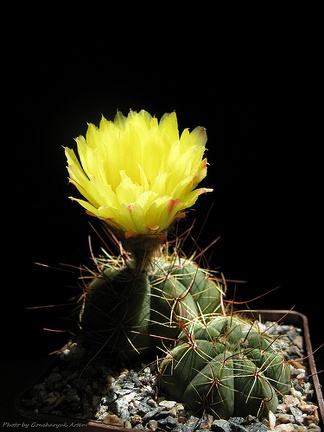 Notocactus ottonis Goncharyuk FG