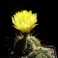 Notocactus ottonis Goncharyuk FG