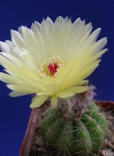 Notocactus ottonis Lira