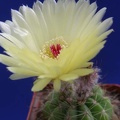 Notocactus ottonis Lira