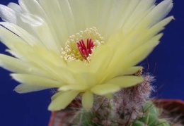 Notocactus ottonis Lira