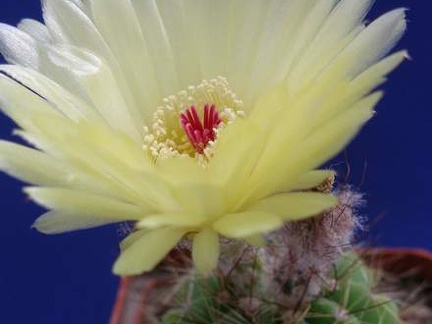 Notocactus ottonis Lira