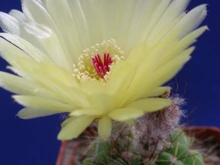 Notocactus ottonis Lira