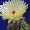 Notocactus ottonis Lira