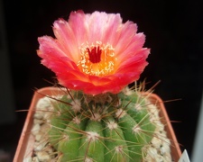 Notocactus ottonis v vencluianus