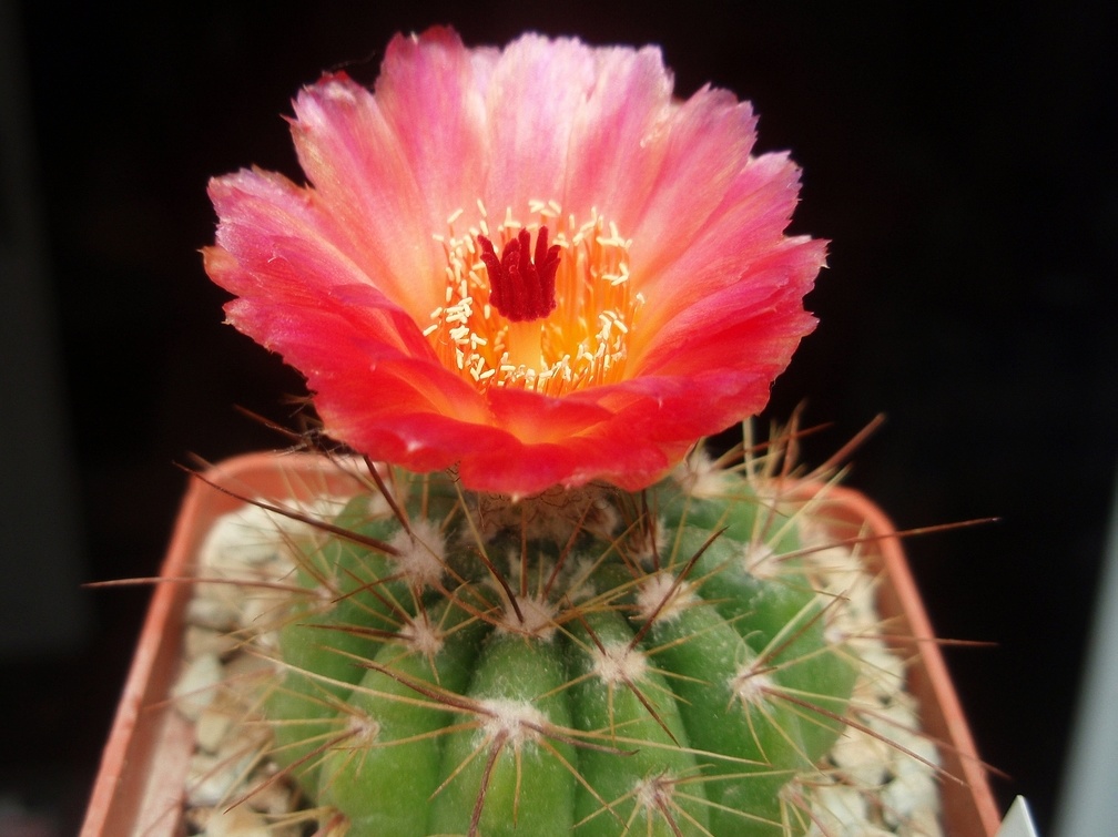 Notocactus ottonis v vencluianus