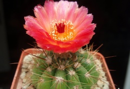 Notocactus ottonis v vencluianus