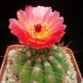 Notocactus ottonis v vencluianus
