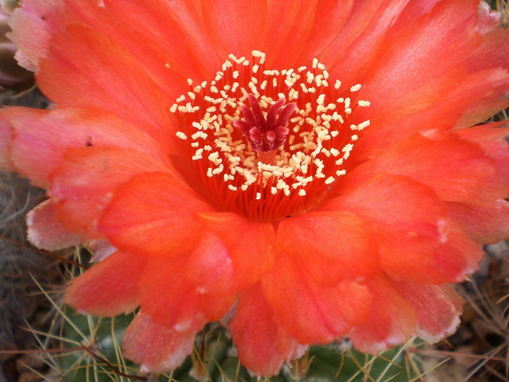 Notocactus ottonis v vencuianus Kovtun88