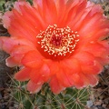Notocactus ottonis v vencuianus Kovtun88
