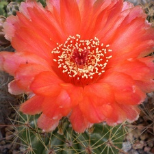 Notocactus ottonis v vencuianus Kovtun88