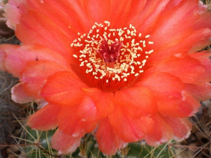 Notocactus ottonis v vencuianus Kovtun88