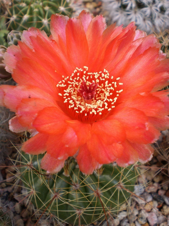 Notocactus ottonis v vencuianus Kovtun88