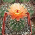 Notocactus ottonis var  janousekianus