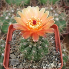 Notocactus ottonis var  janousekianus