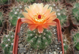 Notocactus ottonis var  janousekianus