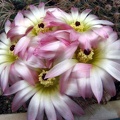 Notocactus rutilans Fom FG