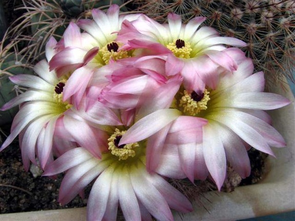 Notocactus rutilans Fom FG