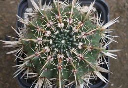 Notocactus submammulos us Iv FG