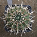 Notocactus submammulos us Iv FG