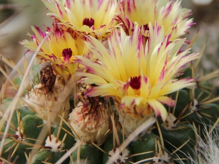 Notocactus submammulosus